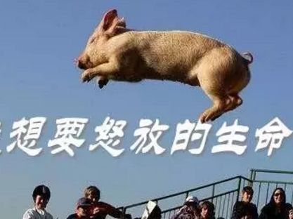 猪在天上飞.jpg